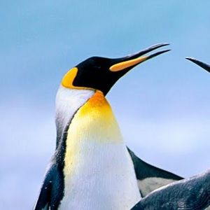 Meet your Posher, Ananth